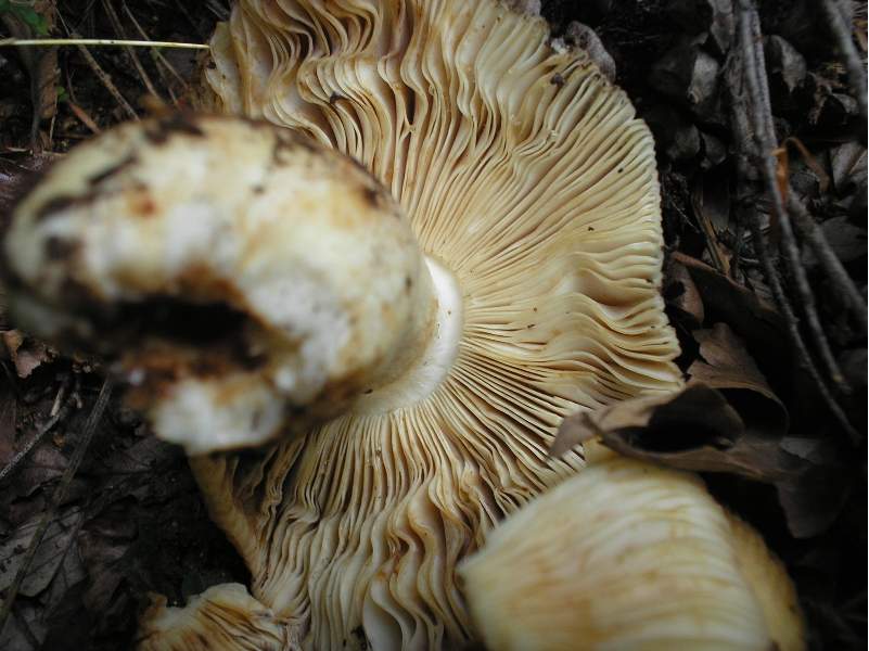 grazie allo sciopero....